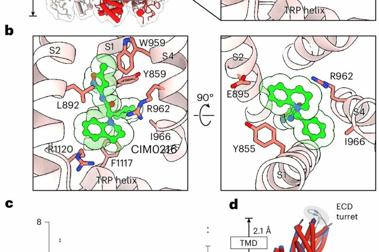 Molecular snapshots reveal how the body knows it's too hot