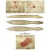 Oldest-known hippopotamus ivory object found in Iberian Peninsula ...
