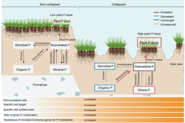Permafrost study finds abrupt thaw accelerates soil phosphorus ...