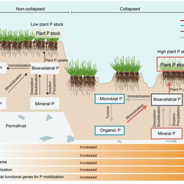 Permafrost study finds abrupt thaw accelerates soil phosphorus ...