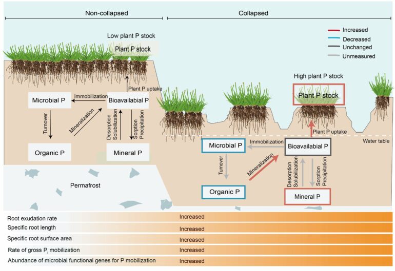 Permafrost study finds abrupt thaw accelerates soil phosphorus ...
