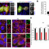 Protein sidekick exhibits dual roles in stress granule assembly ...