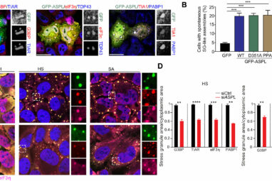 Protein sidekick exhibits dual roles in stress granule assembly ...