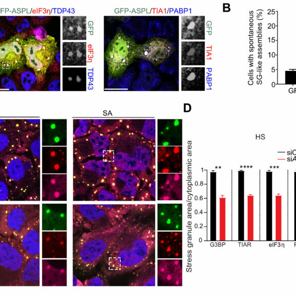 Protein sidekick exhibits dual roles in stress granule assembly ...