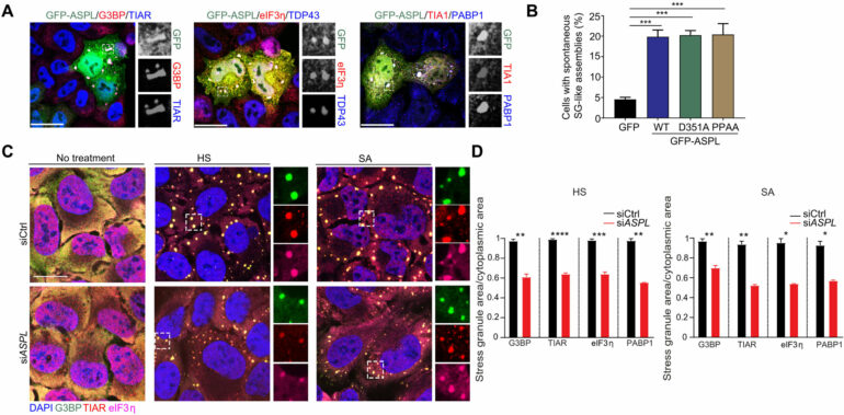 Protein sidekick exhibits dual roles in stress granule assembly ...