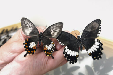 Secrets of the butterfly supergene that controls wing colors and ...