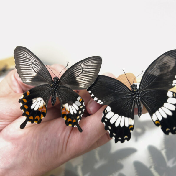 Secrets of the butterfly supergene that controls wing colors and ...