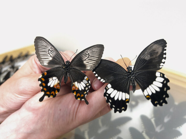 Secrets of the butterfly supergene that controls wing colors and ...