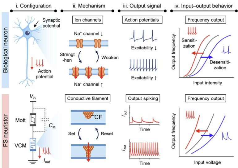 Semiconductor neuron mimics brain's memory and adaptive response ...