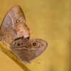 Simple DNA switch helps tropical butterflies change wing patterns ...