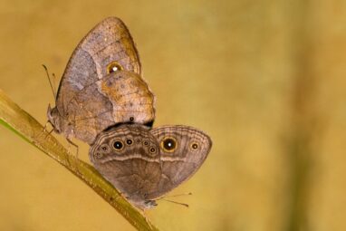 Simple DNA switch helps tropical butterflies change wing patterns ...