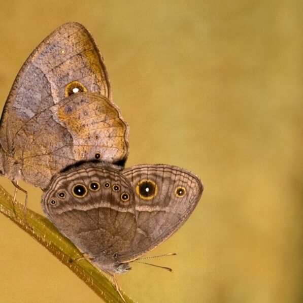 Simple DNA switch helps tropical butterflies change wing patterns ...