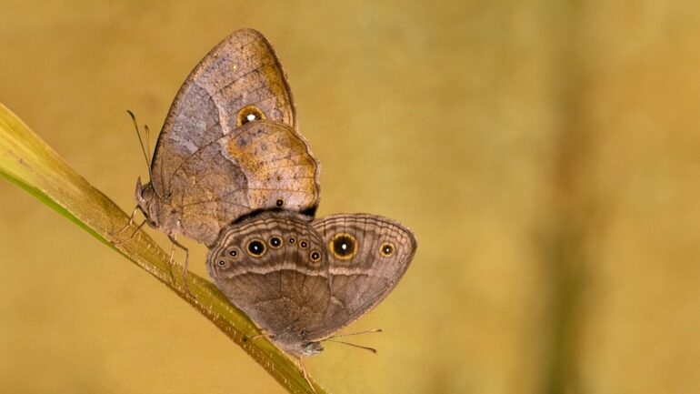 Simple DNA switch helps tropical butterflies change wing patterns ...