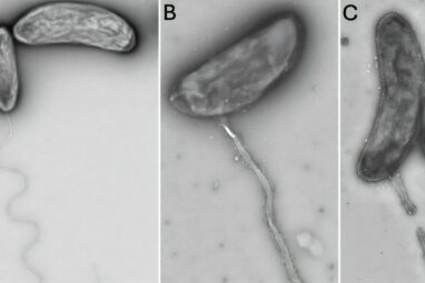 Surprising bacteria discovery links Hawaiʻi's groundwater to the ocean