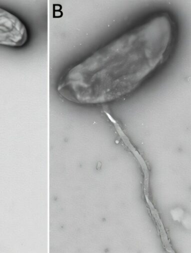 Surprising bacteria discovery links Hawaiʻi's groundwater to the ocean