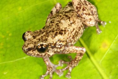 Three new species discovered on Australia's northernmost island