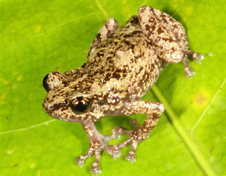 Three new species discovered on Australia's northernmost island