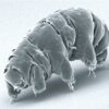 Water bears survive cosmic radiation with one DNA-protecting ...