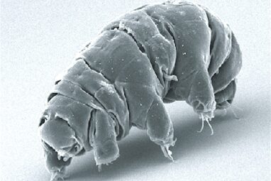 Water bears survive cosmic radiation with one DNA-protecting ...