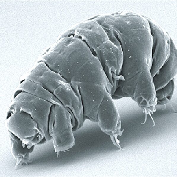 Water bears survive cosmic radiation with one DNA-protecting ...