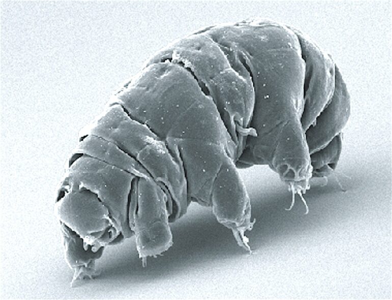 Water bears survive cosmic radiation with one DNA-protecting ...