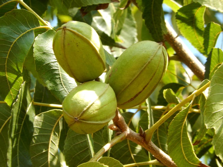 Three green, oval-shaped pods on the branch of a tree