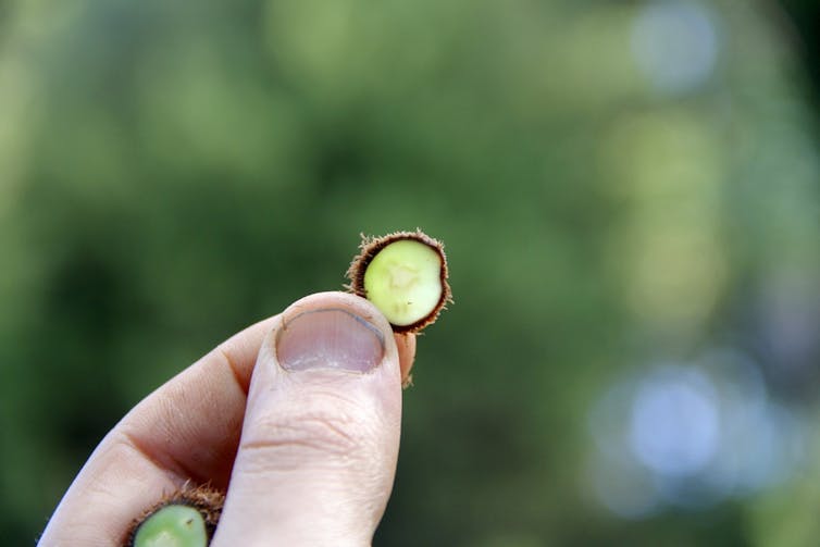 Close-up of a small, flat green circle with a brown outline, held between two fingers