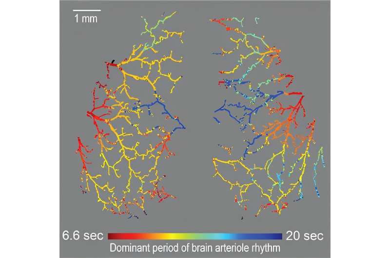 How a chorus of synchronized frequencies helps you digest your food