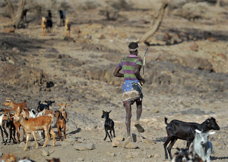 a man runs after one of several goats in a dry, dusty landscape