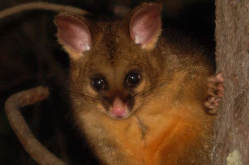 World-first study shows Australian marsupials contaminated with harmful 'forever chemicals'