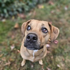a tan dog with a black nose looks up to the corner