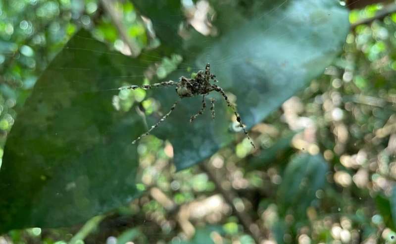 Tropical spiders craft giant doppelgängers to survive