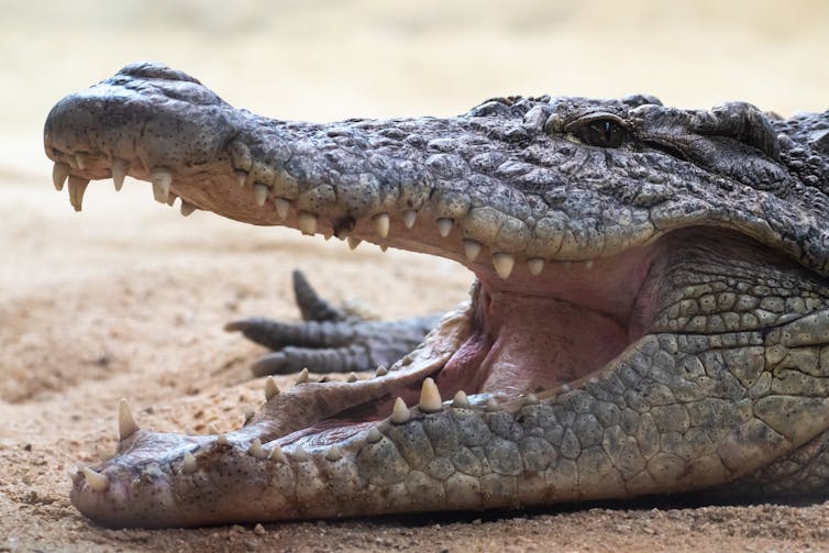 A Nile crocodile rests on sand with its mouth open, revealing a full set of sharp teeth.