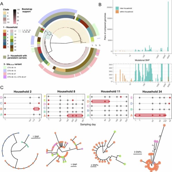 Asymptomatic carriers drive E. coli spread in households ...