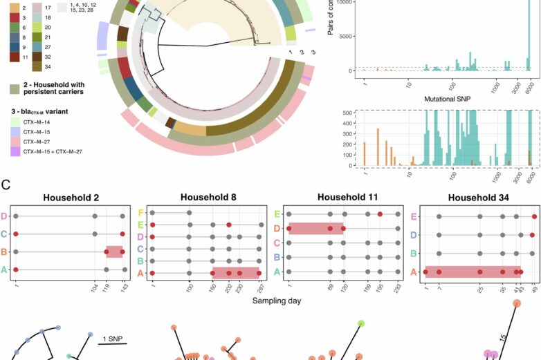 Asymptomatic carriers drive E. coli spread in households ...