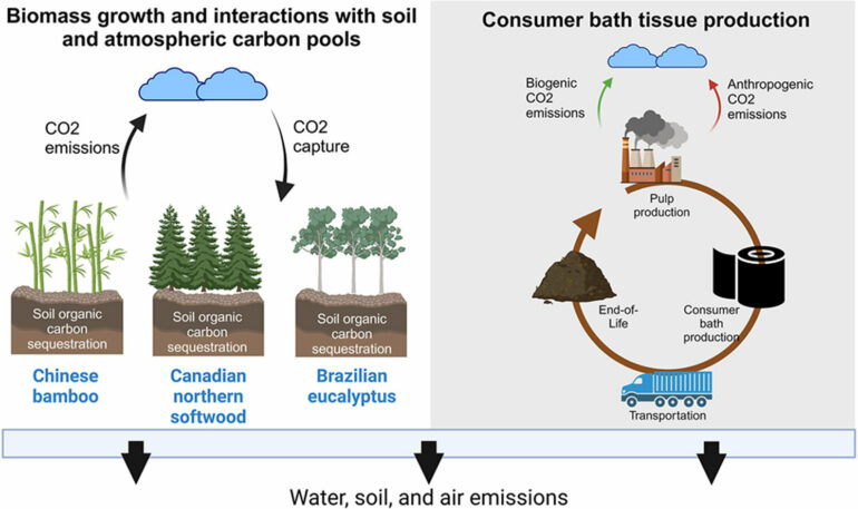 Bamboo tissue paper may not be as eco-friendly as you think