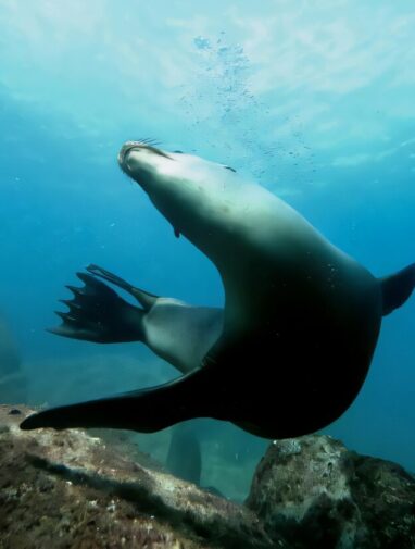 Diet alone doesn't explain divergent health of California sea ...