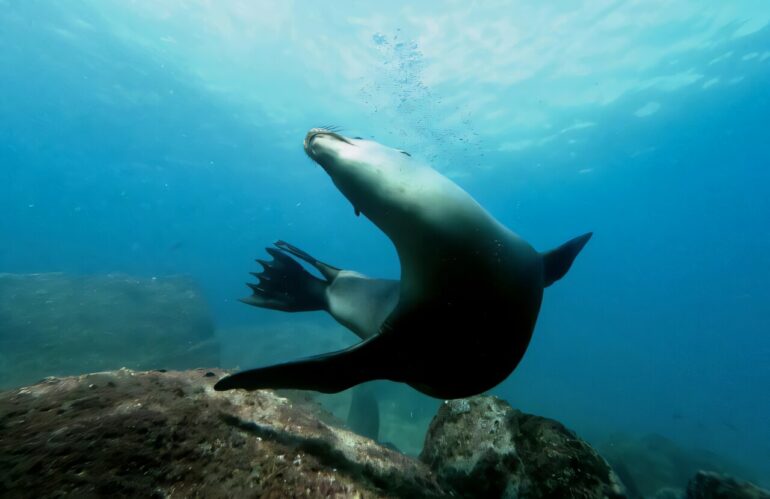 Diet alone doesn't explain divergent health of California sea ...