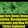 How Fern Stems Reveal Evolution: Developmental Constraints and New ...