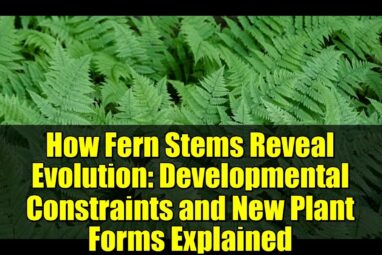 How Fern Stems Reveal Evolution: Developmental Constraints and New ...