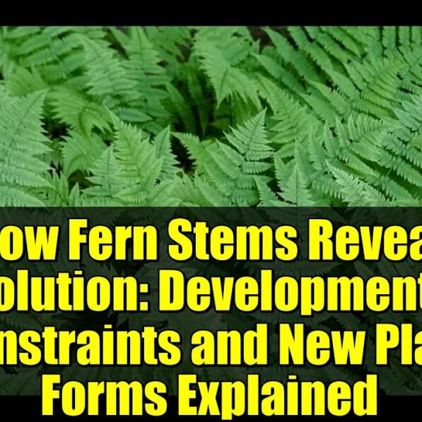 How Fern Stems Reveal Evolution: Developmental Constraints and New ...