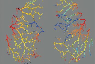 How a chorus of synchronized frequencies helps you digest your food