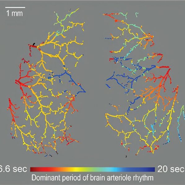 How a chorus of synchronized frequencies helps you digest your food