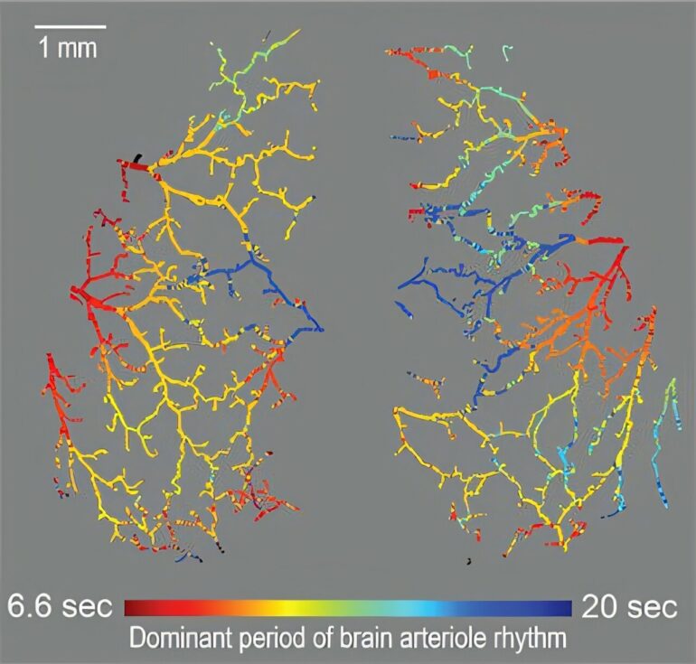 How a chorus of synchronized frequencies helps you digest your food