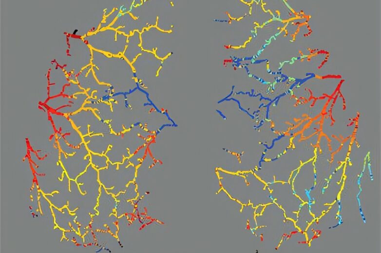 How a chorus of synchronized frequencies helps you digest your food
