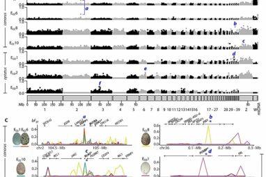 How parasitic cuckoos lay host-matching eggs while remaining a ...