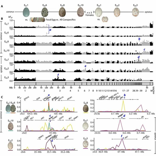 How parasitic cuckoos lay host-matching eggs while remaining a ...