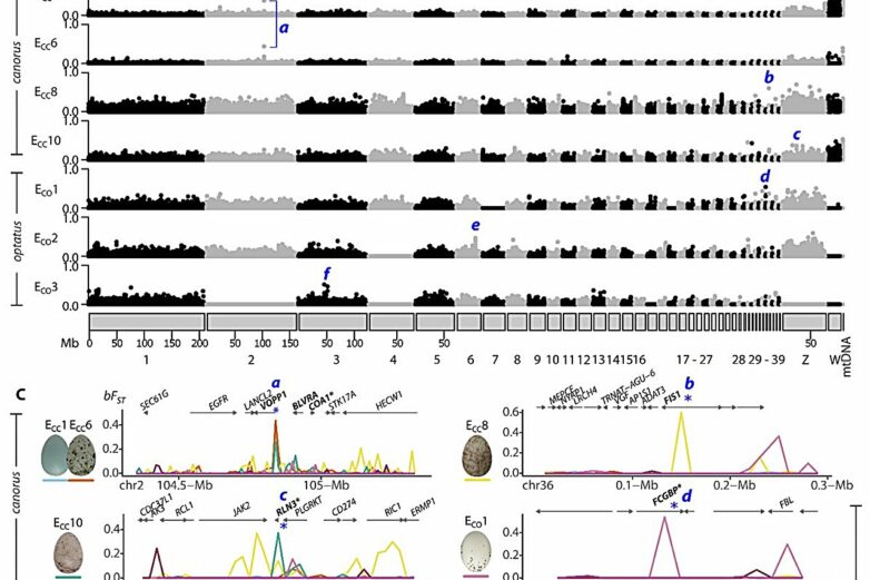How parasitic cuckoos lay host-matching eggs while remaining a ...