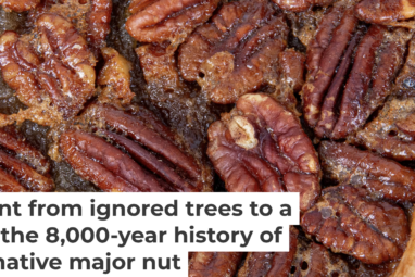 How pecans went from ignored trees to a holiday staple – the 8,000 ...