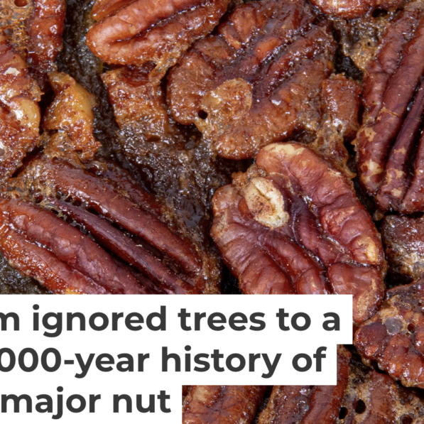 How pecans went from ignored trees to a holiday staple – the 8,000 ...